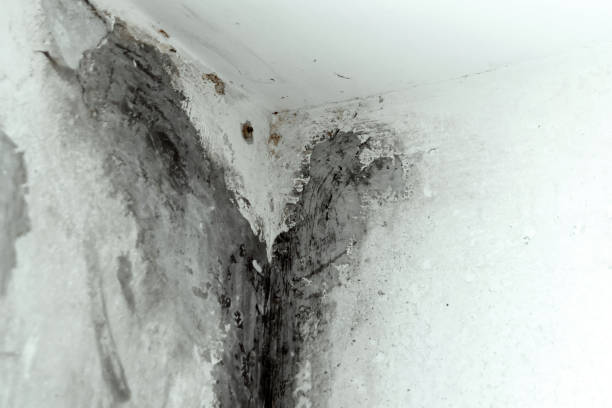 istock Mold in the corner of the plastic windows. 1135816802