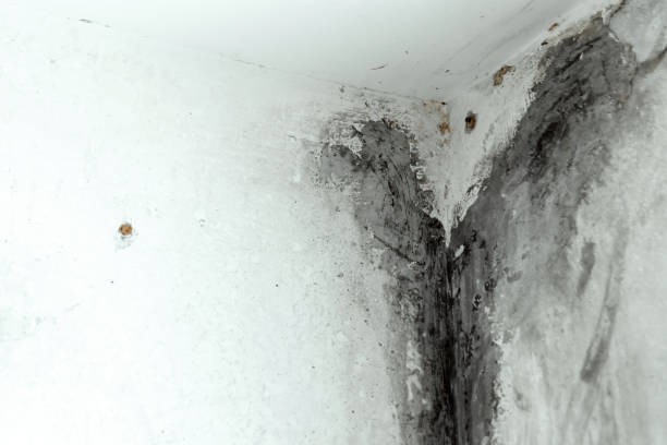 istock Mold in the corner of the plastic windows. 1135816808