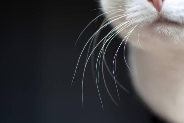primo piano di baffi bianchi per gatti su sfondo scuro - baffo parte del corpo animale foto e immagini stock