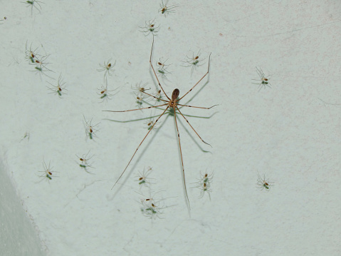 Long-bodied Cellar Spider also known as daddy-long-legs. Adult spider with its newborn spiders on white background, photographed indoors in Romania.