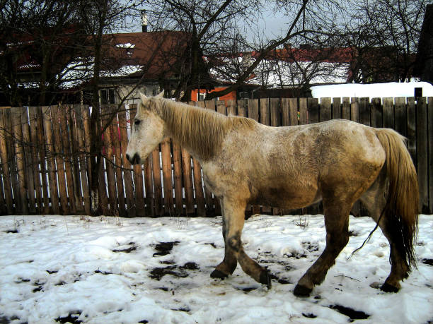 Beautiful white horse walking in a backyard, photographed outdoors at winter in Romania.