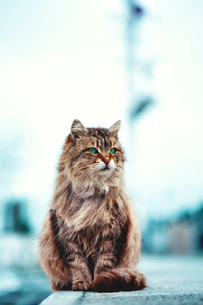 Cute cat at outdoor