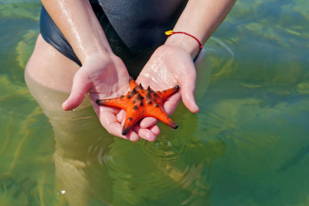 istock Starfish in hand on the Rach Vem beach in Phu Quoc 1135820304