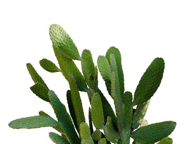 istock Opuntia cactus. Creative layout. Minimal style still life. 1135821475