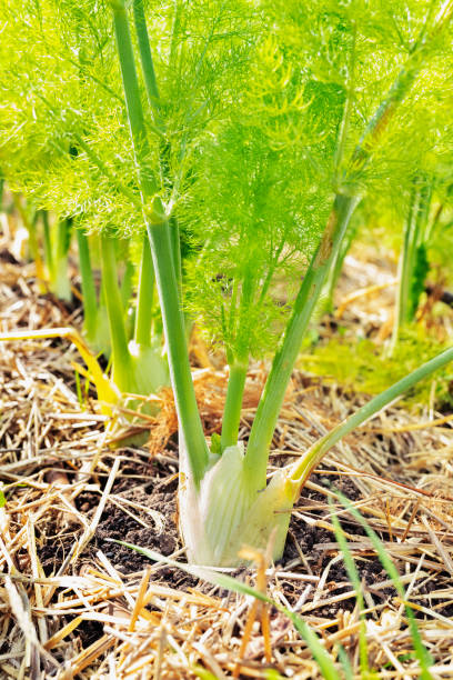 istock Bulbs of fennel 1135822692
