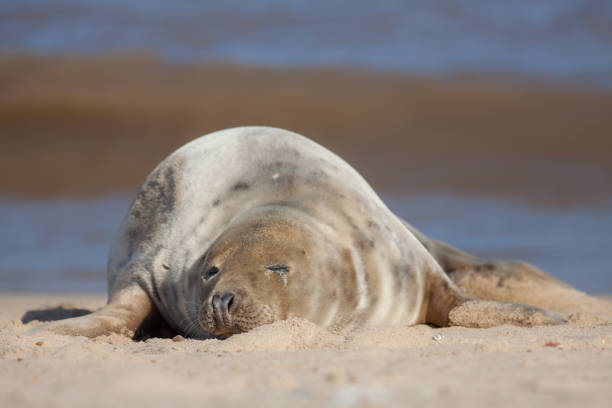 istock Sleeping seal. Cute tired animal taking a nap on the beach. 1135822699