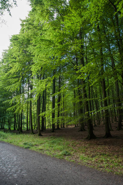 green forest with path, way, street