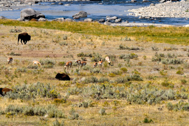 istock Buffalo and Antelopes in a meadow 1135823478