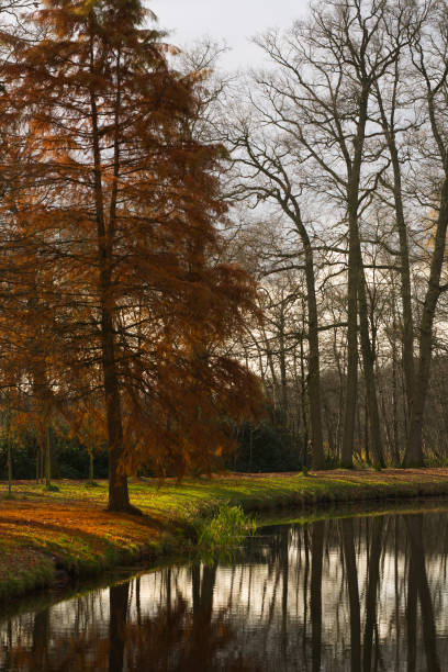 istock Autumn tree next to a pond in natural parkland 1135823580