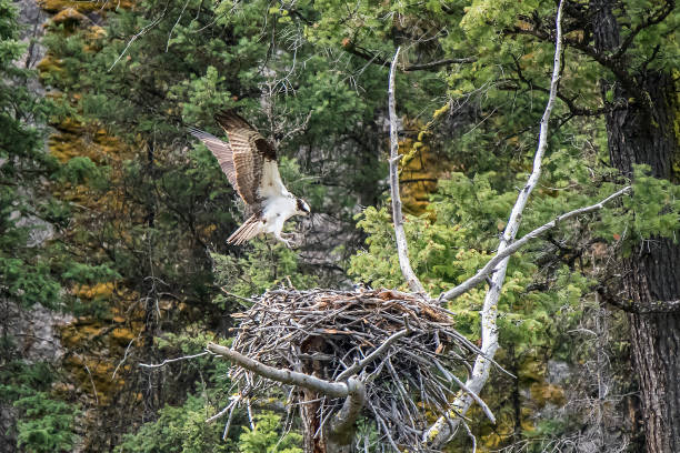 istock Osprey pair at nest in Yellowstone 1135824191