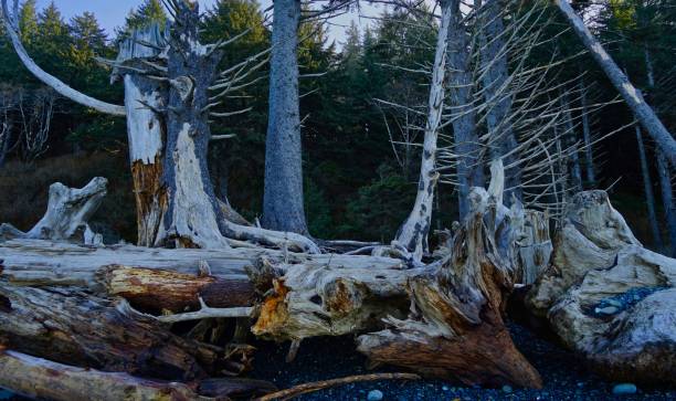 istock Rialto Beach Wild Wood 1135826657