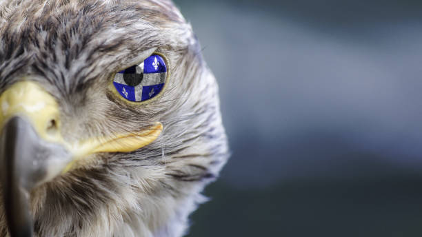 quebec canada flag on eagle eye with dispalce and mask - canada american flag canadian culture usa imagens e fotografias de stock