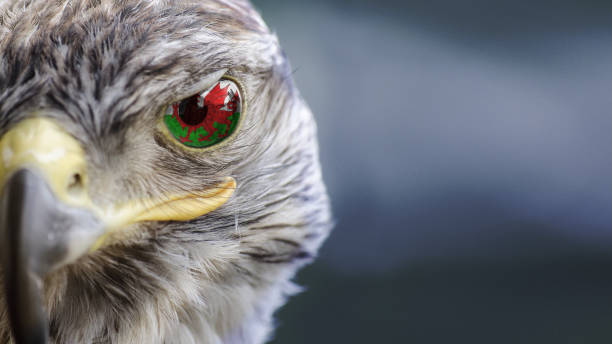 istock Wales flag on Eagle eye with dispalce and mask 1135826942