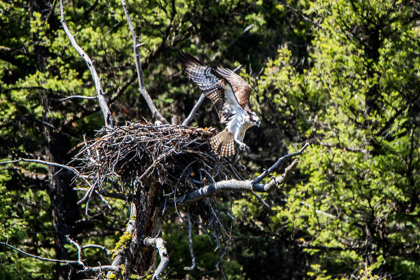 istock Osprey pair at nest in Yellowstone 1135828202