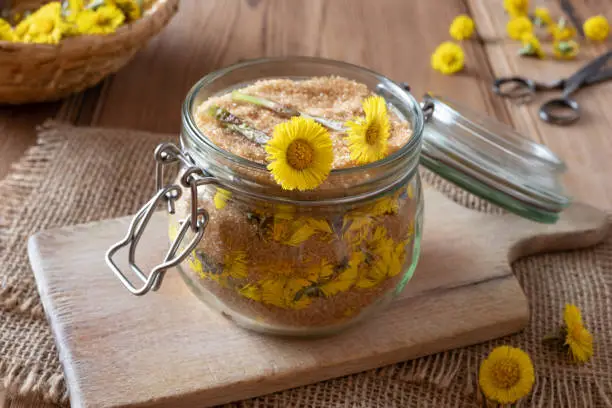 Preparation of homemade herbal syrup against cough from fresh coltsfoot flowers and cane sugar