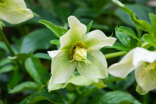 istock Lenten Rose in Bloom in Winter 1135829201