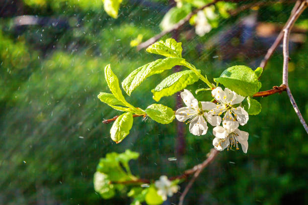 istock White cherry blossom sakura flowers in spring time 1135829414