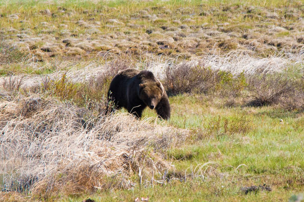 istock Grizzly bear, male, at bison carcass in Yellowstone 1135829569
