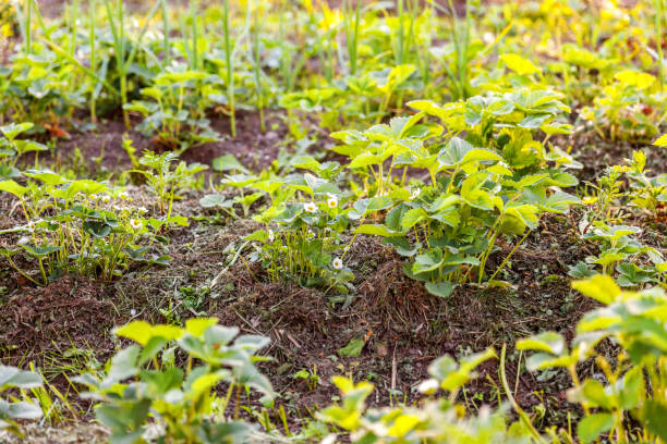 イチゴの茂みと花のガーデンベッド - strawberry plant bush cultivated ストックフォトと画像