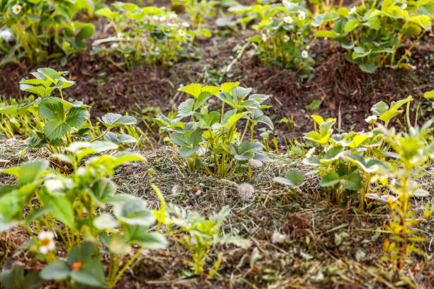 イチゴの茂みと花のガーデンベッド - strawberry plant bush cultivated ストックフォトと画像