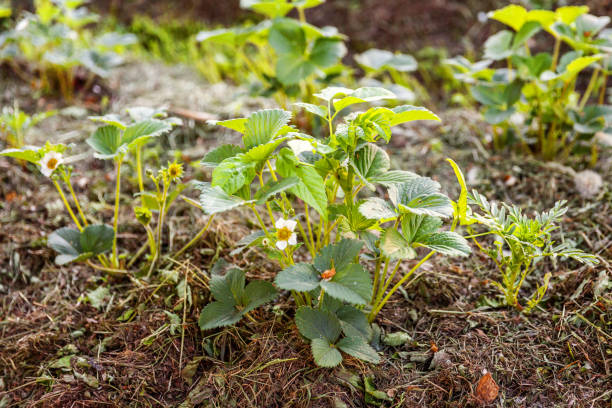 イチゴの茂みと花のガーデンベッド - strawberry plant bush cultivated ストックフォトと画像