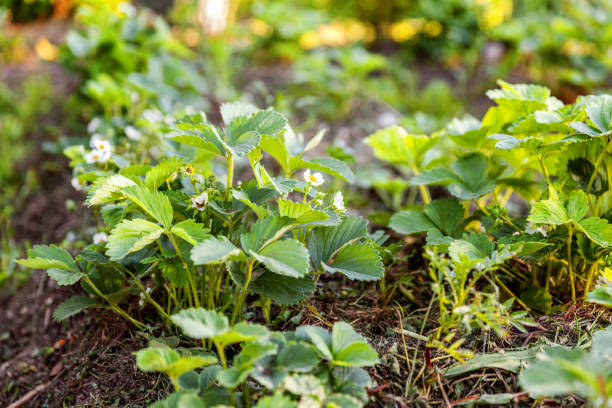 イチゴの茂みと花のガーデンベッド - strawberry plant bush cultivated ストックフォトと画像