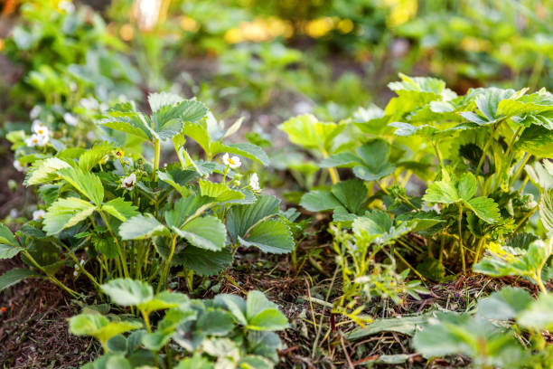 イチゴの茂みと花のガーデンベッド - strawberry plant bush cultivated ストックフォトと画像