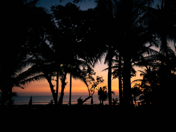 istock Palm tree silhouette against tropical sunset 1135831900