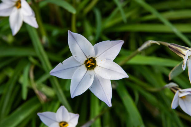 istock Starflower in Bloom in Winter 1135832239