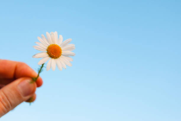 istock small daisy flower in hand on blue sky, copyspace 1135832250