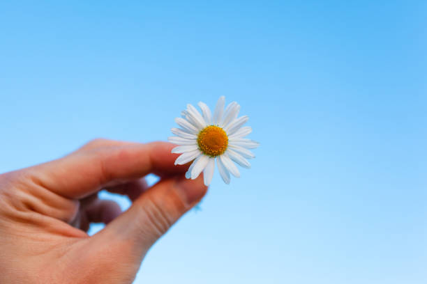 istock small daisy flower in hand on blue sky 1135832252