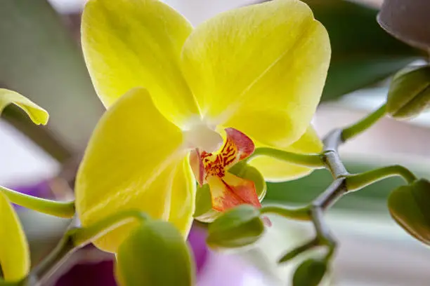 Yellow orchid bloom flower.exotic houseplant blossom. decorative or ornament for design. Macro