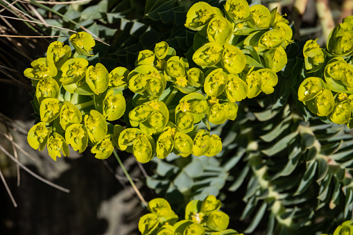 Myrtle spurge (Euphorbia myrsinites) flowers in bloom in winter.