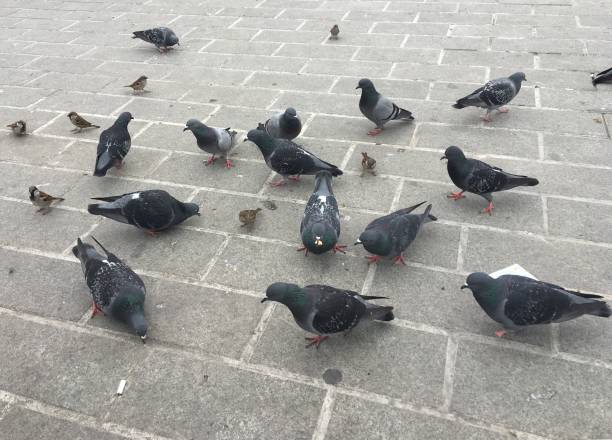 istock against the sky Pigeons animals 1135833770