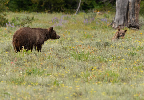 istock Grizzly Bear and Cub in Field 1135834120