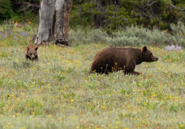 istock Mother and Cub Grizzly Bear in Field 1135834890