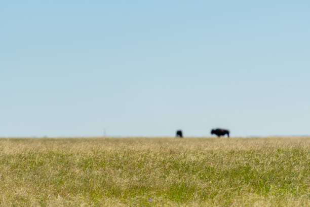 istock Prarie Grasses and Out of Focus Bison 1135835161