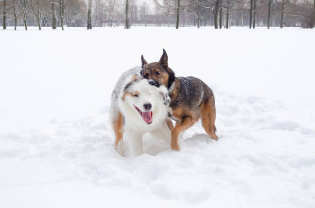 The Australian shepherd.  Dogs play with each other.  Walking outdoors in the winter.  How to protect your pet from hypothermia.