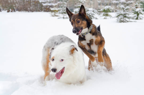 istock The Australian shepherd.  Dogs play with each other. 1135835236