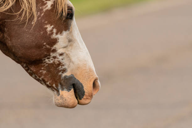 istock Profile of Wild Horse Face 1135835272