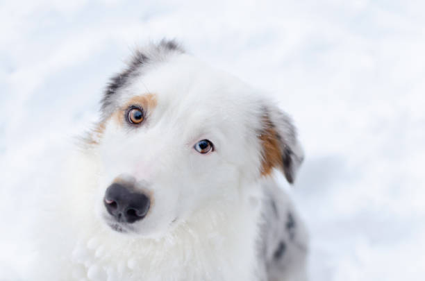istock Australian shepherd portrait. Young energetic dog walks. 1135835422