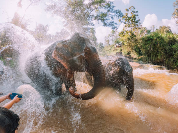 Elephants having a bath in the mud - Chang Mai region Elephants having a bath in the mud - Chang Mai region chiang mai province stock pictures, royalty-free photos & images