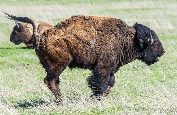 istock Bison in Grand teton National Park 1135835628