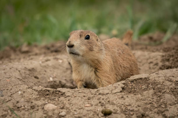 istock Single Prairie Dog Explores Area 1135835697