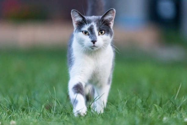 istock Cute beautiful cat runs fast through a green bright meadow with fresh grass on a Sunny spring day 1135835738