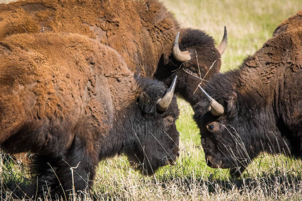 istock Bison in Grand teton National Park 1135837338