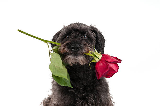 valentine's day-hund - dogrose stock-fotos und bilder