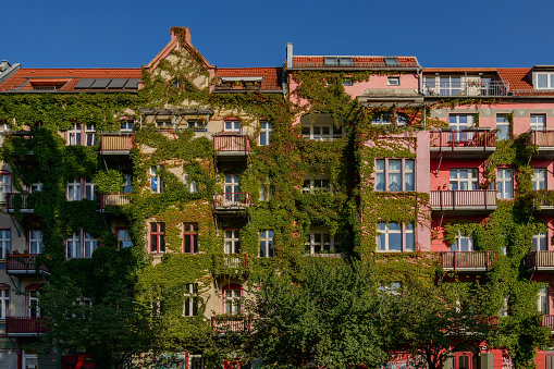 Green quality of life: Planted house facade in Berlin-Prenzlauer Berg