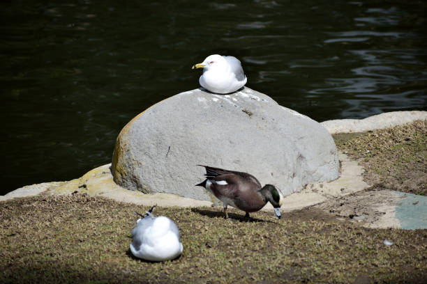 istock Birds Near a SoCal Lake 1135839098