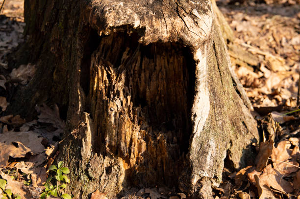 istock Stump of an old forest tree big 1135840440